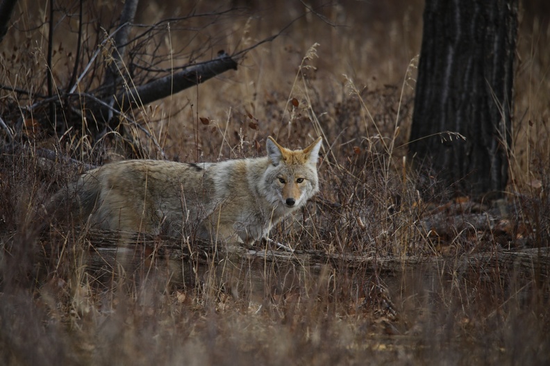 Coyote by Cathy Cox